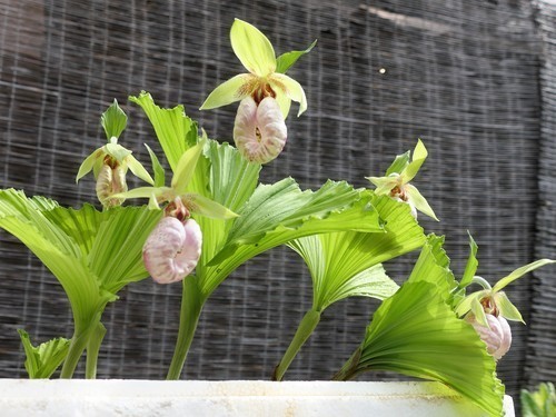 日本クマガイソウ白花素心（開花予定）2芽株(8) - メルカリ