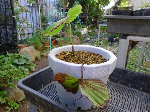 鉢植え「タイワンクマガイソウ」の芽の確認。。。: 八重咲日本さくらそう