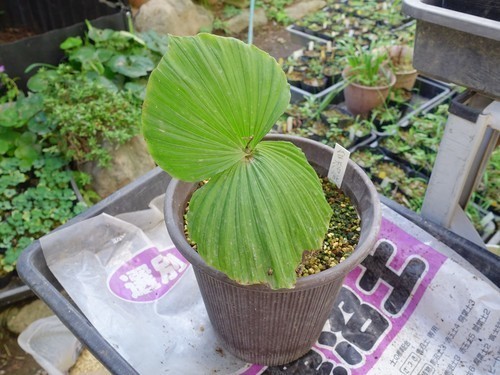 鉢植え「タイワンクマガイソウ」の芽の確認。。。: 八重咲日本さくらそう