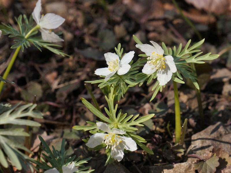 セツブンソウ』の”素心”と”双頭花”を見たくて。。。再訪