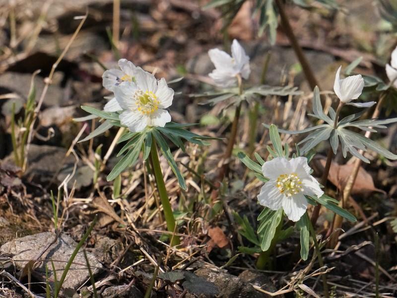 セツブンソウ 節分草 緑花・素心花・赤花 花茎1本3鉢セット