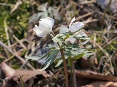 セツブンソウ』の”素心”と”双頭花”を見たくて。。。再訪