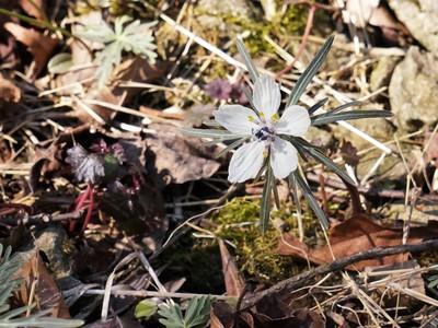 セツブンソウ』の”素心”と”双頭花”を見たくて。。。再訪