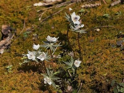 セツブンソウ 節分草 緑花・素心花・赤花 花茎1本3鉢セット