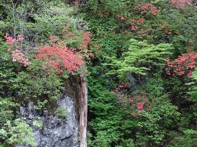 岩手の渓流と、渓流に咲く花。。。: 八重咲日本さくらそう