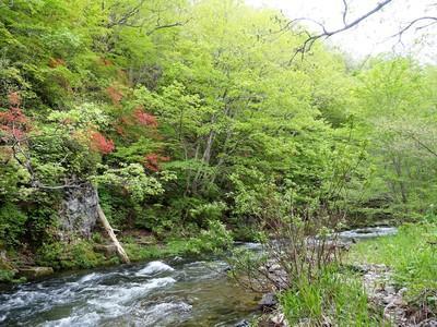 岩手の渓流と、渓流に咲く花。。。: 八重咲日本さくらそう