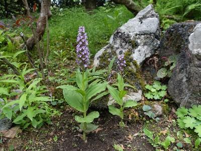 岩手の渓流と、渓流に咲く花。。。: 八重咲日本さくらそう