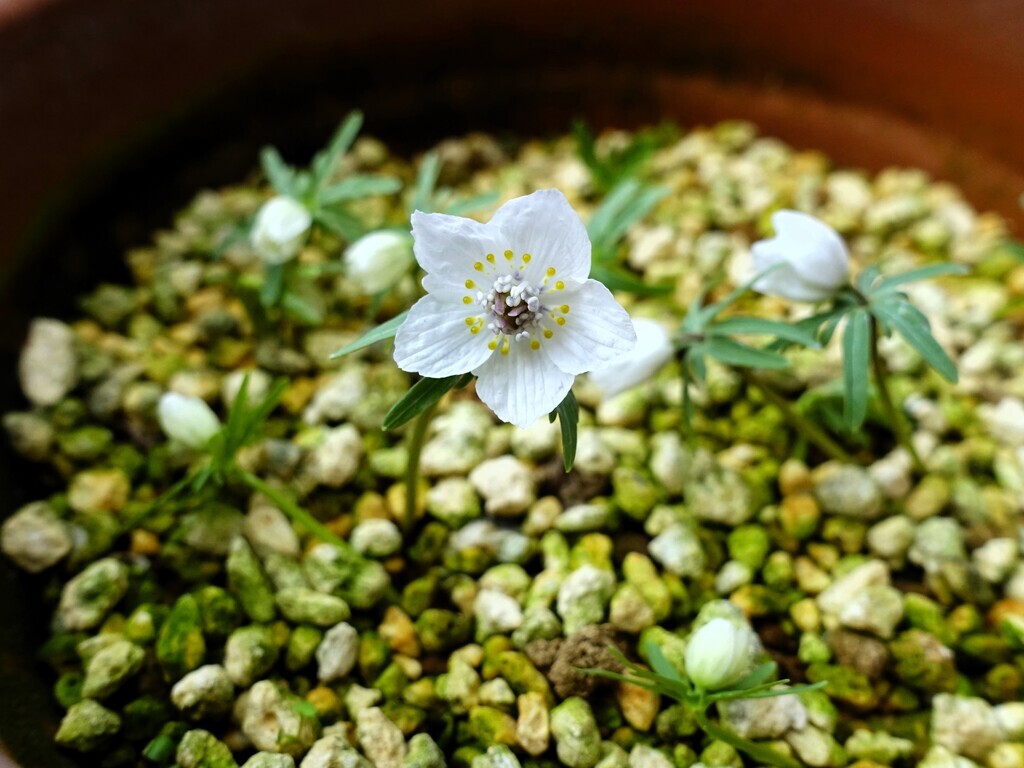 素心セツブンソウの実生花が開花~♪: 八重咲日本さくらそう 素心セツブンソウの実生花が開花~♪: 八重咲日本さくらそう