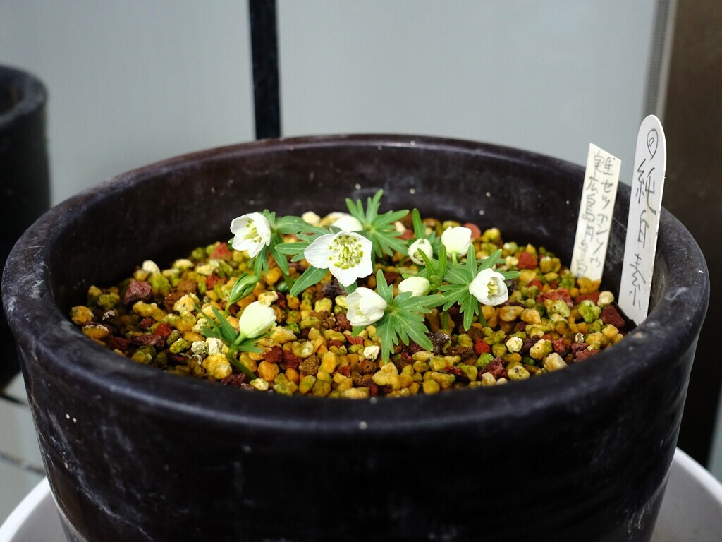 素心セツブンソウの実生花が開花～♪: 八重咲日本さくらそう