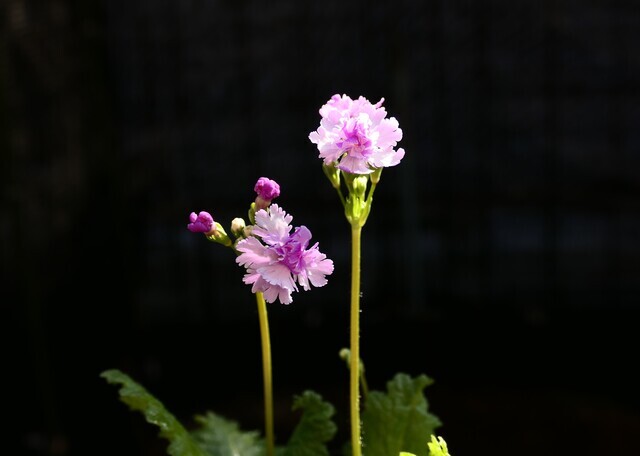 今日の八重咲き桜草の花。。。 ”セツブンソウ”の種子を採取 今日の八重咲き桜草の花。。。 ”セツブンソウ”の種子を採取