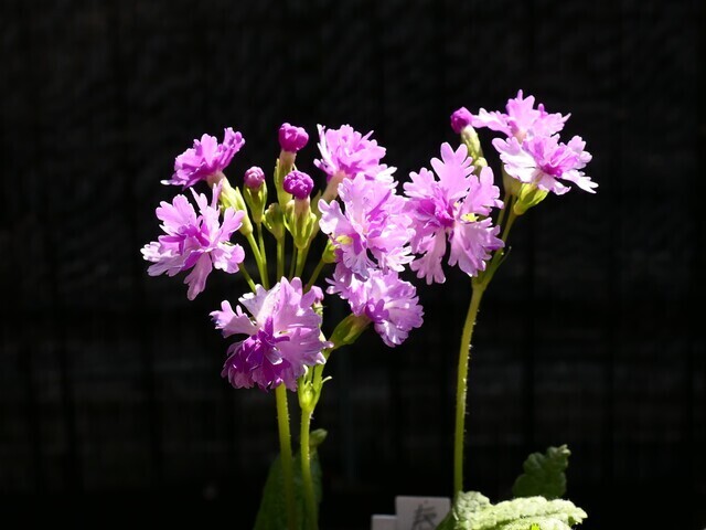 今日の八重咲き桜草の花。。。 ”セツブンソウ”の種子を採取 今日の八重咲き桜草の花。。。 ”セツブンソウ”の種子を採取
