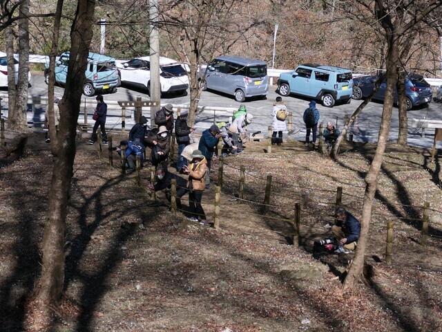 春の山間に咲く”節分草”。。。小鹿野町堂上の「セツブンソウ園」は見ごろを迎えていました～♪: 八重咲日本さくらそう